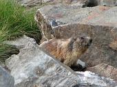 06_Marmotta 2